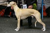  - Exposition canine internationale Montluçon 03