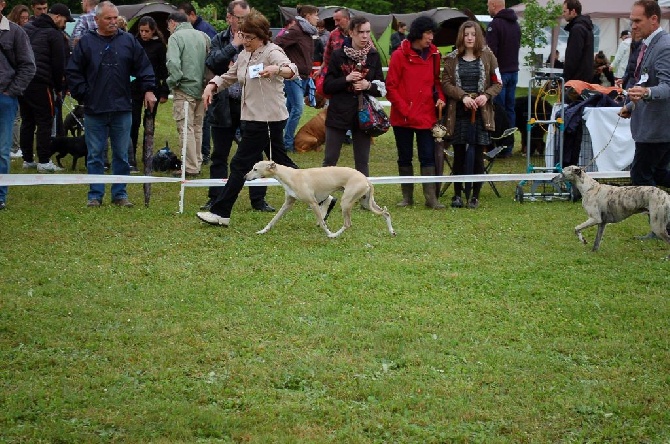 Des coteaux de l'igneraie - Exposition Vallères (37) spéciale whippet