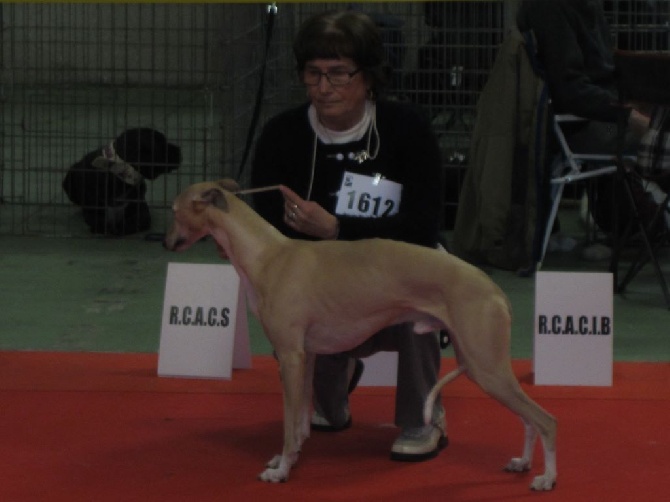 Des coteaux de l'igneraie - EXPOSITION BOURGES 2016 CACIB