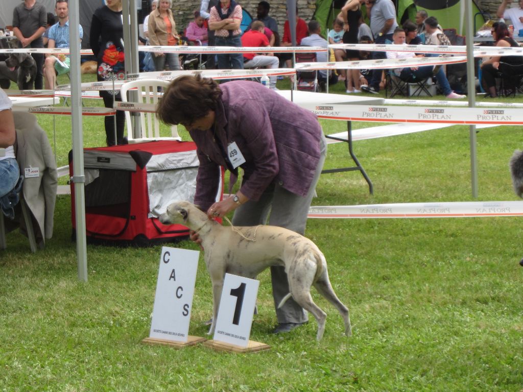 Des coteaux de l'igneraie - classement Dogs Révélation