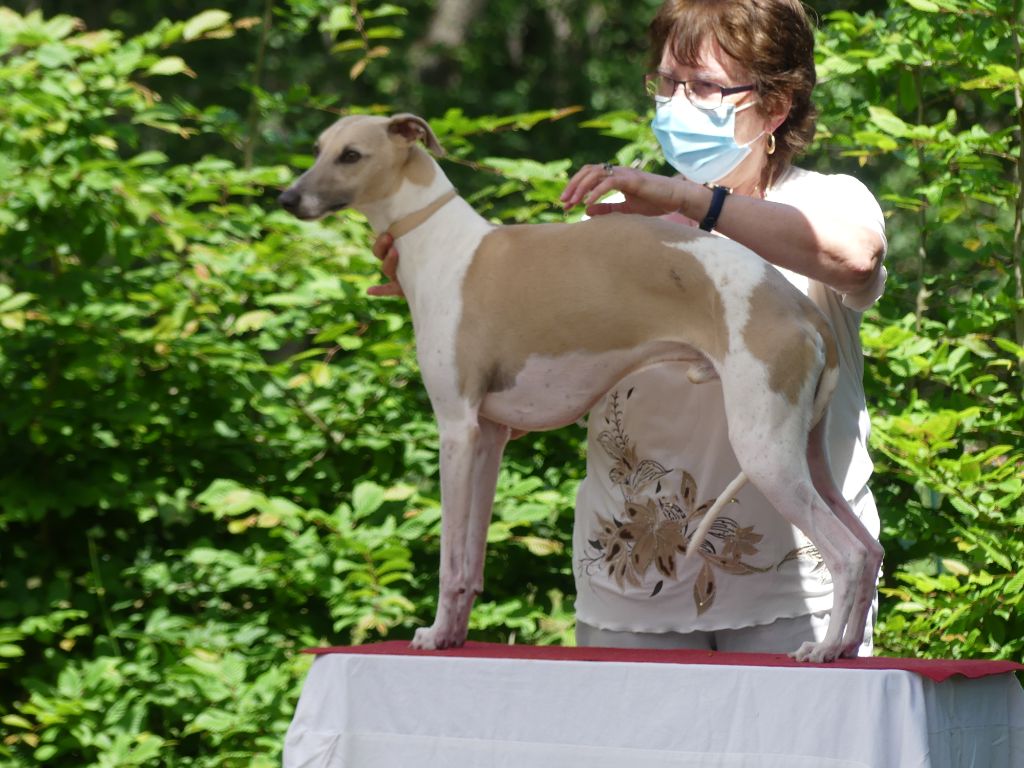 Des coteaux de l'igneraie - RE et NE whippet