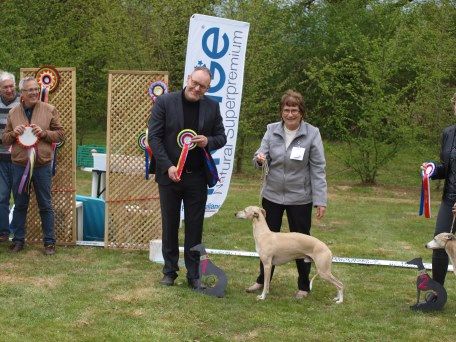 Des coteaux de l'igneraie - un chien complet