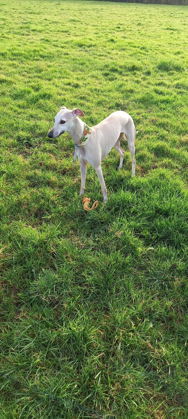 Des coteaux de l'igneraie - Ulnagh