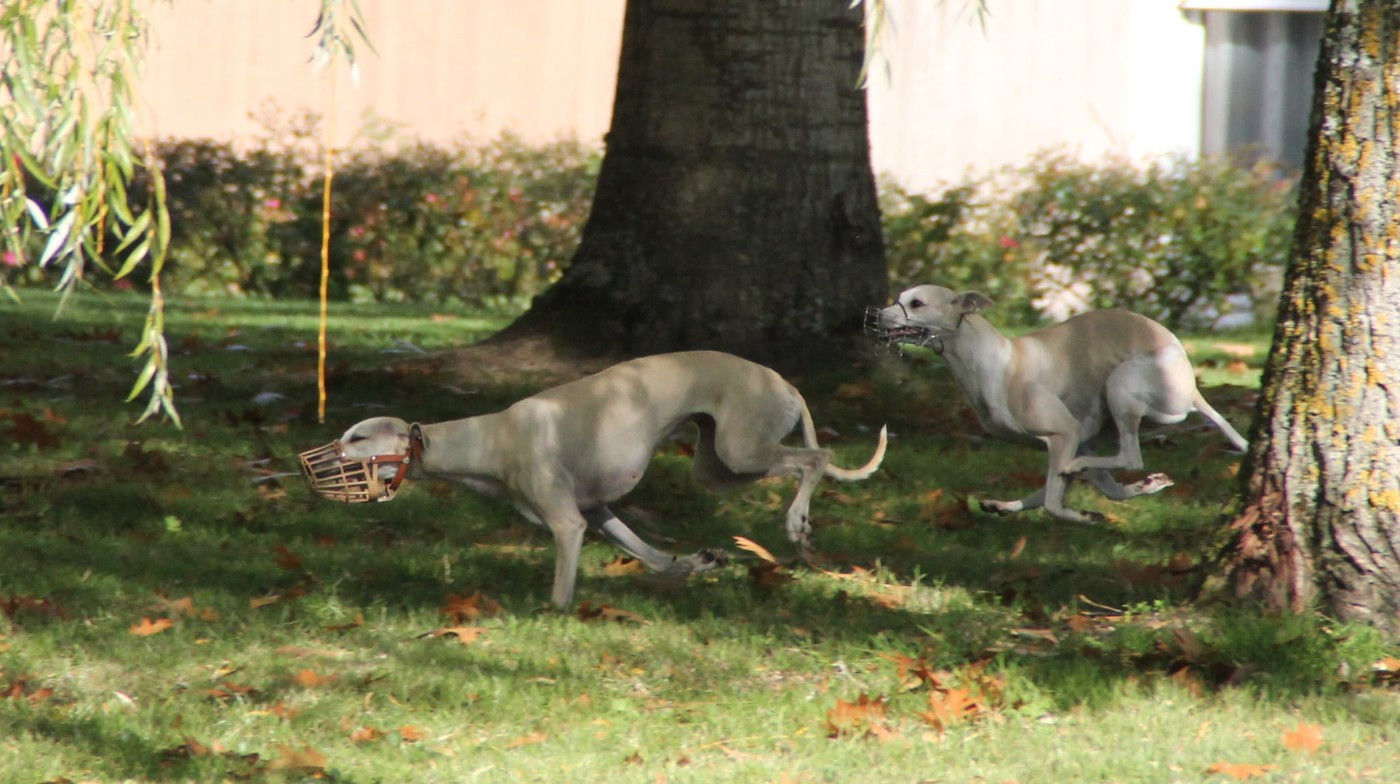 1ère PVL pour Ulnagh