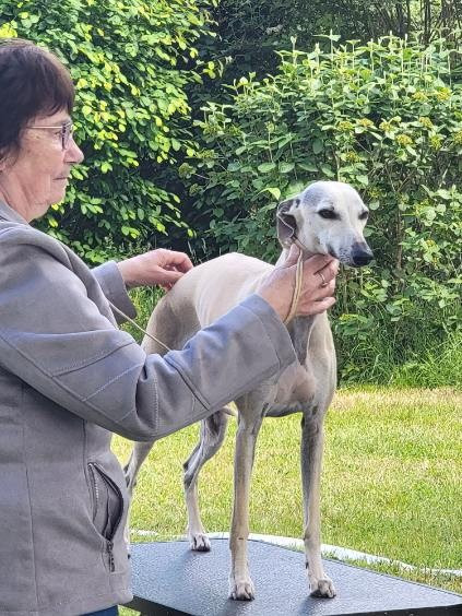 RE WHIPPET