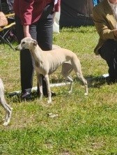 NE WHIPPET 2026