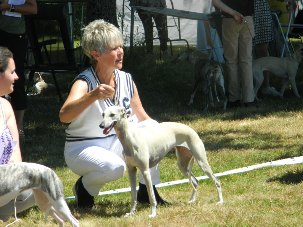 RE Whippet